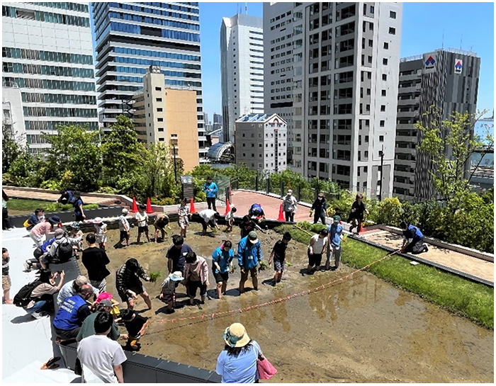 東急不動産主催の田植えイベント