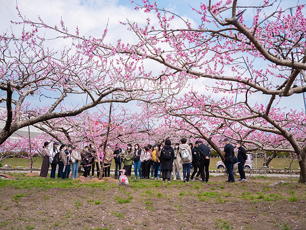 2023年4月2日（日）山梨県春日居町 桃農園視察の様子